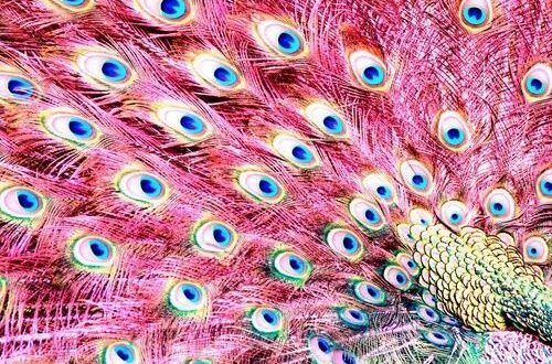 The punk peacock
